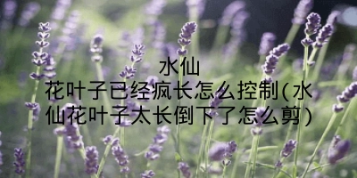水仙花叶子已经疯长怎么控制(水仙花叶子太长倒下了怎么剪)