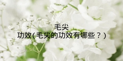 毛尖功效(毛尖的功效有哪些?)