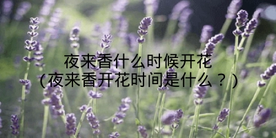 夜来香什么时候开花(夜来香开花时间是什么?)