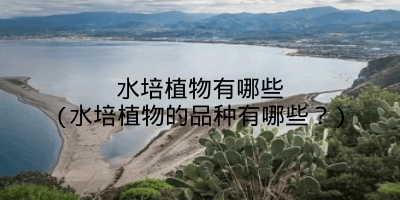 水培植物有哪些(水培植物的品种有哪些?)