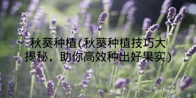 秋葵种植(秋葵种植技巧大揭秘,助你高效种出好果实)