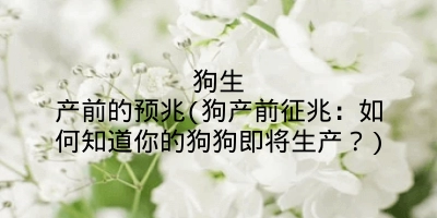 狗生产前的预兆(狗产前征兆:如何知道你的狗狗即将生产?)