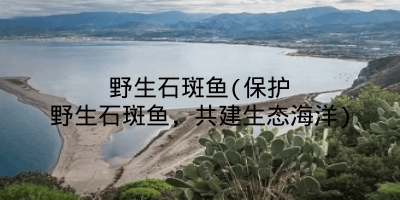 野生石斑鱼(保护野生石斑鱼,共建生态海洋)