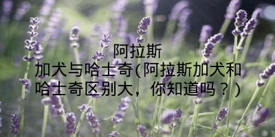 阿拉斯加犬与哈士奇(阿拉斯加犬和哈士奇区别大,你知道吗?)