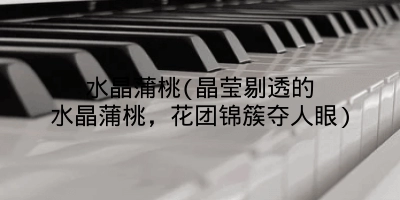 水晶蒲桃(晶莹剔透的水晶蒲桃,花团锦簇夺人眼)
